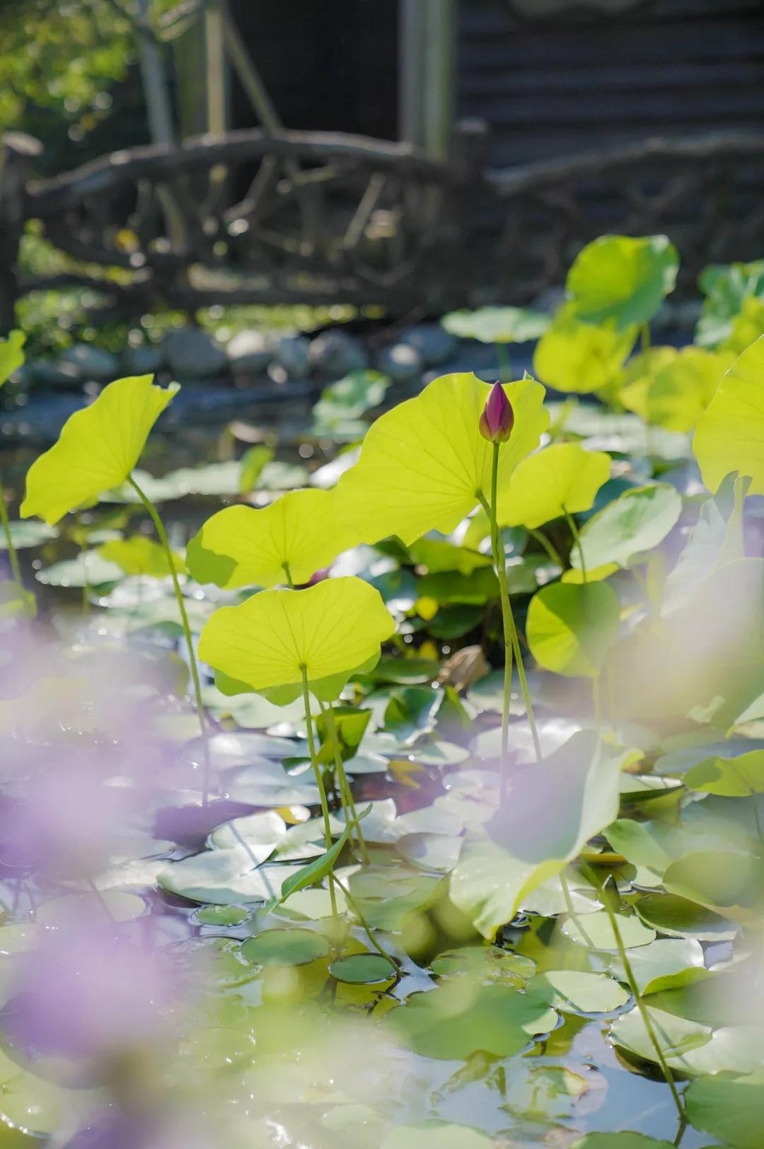 建一座完全不打药的生态花园，所有生命在这里和谐共处，值得收藏