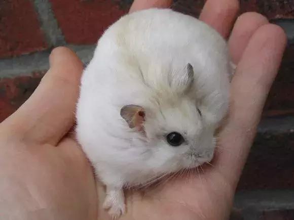 坎贝尔仓鼠和加卡利亚仓鼠,仓鼠生育的小仓鼠种类