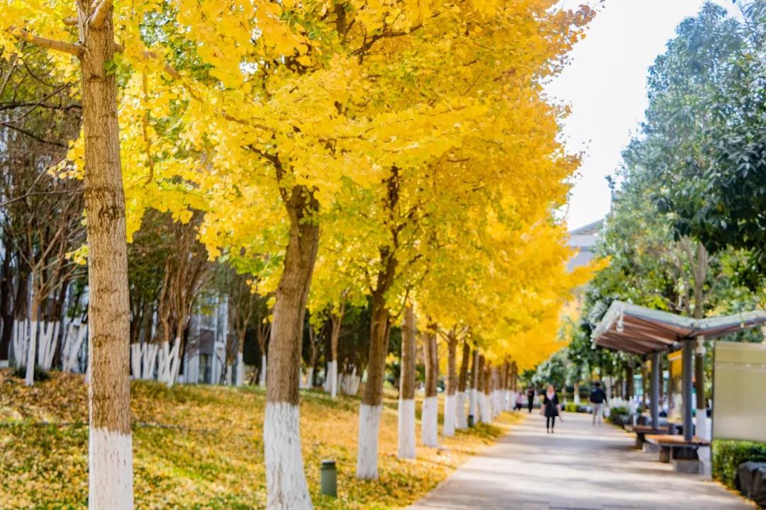 蓝花楹昆明网红打卡地在哪里,昆明周边湿地公园网红打卡地