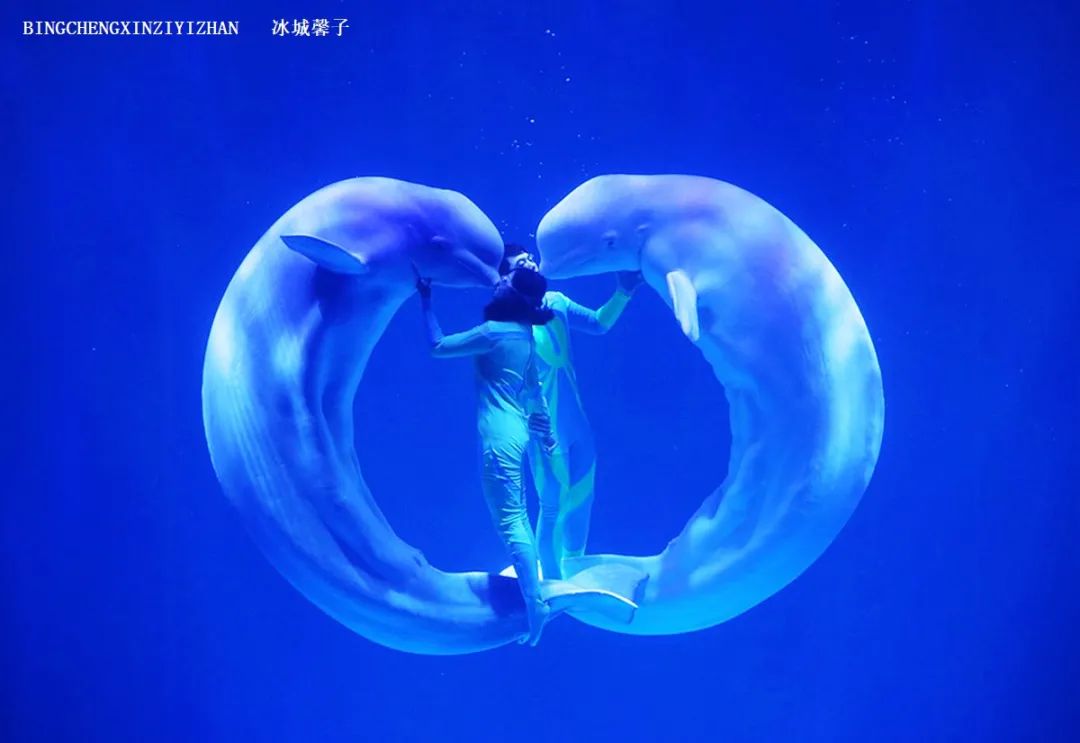 走进哈尔滨完整视频,走进哈尔滨海洋馆