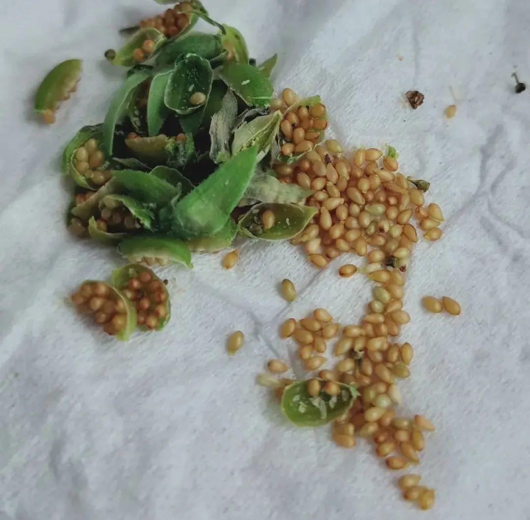 耐寒又好养的香水花,家里可以养法国香水花