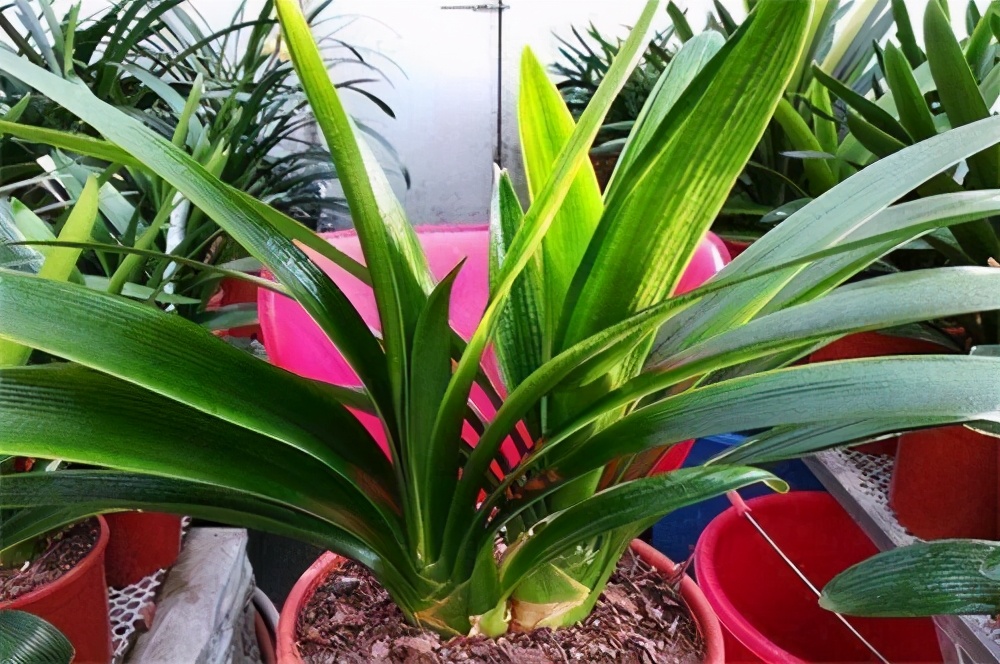 君子兰如何养殖才能长得更旺盛,君子兰怎么能养出好根系