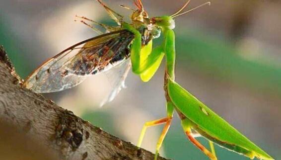 母螳螂会吃掉公螳螂吗,螳螂繁殖后母螳螂会吃掉公螳螂