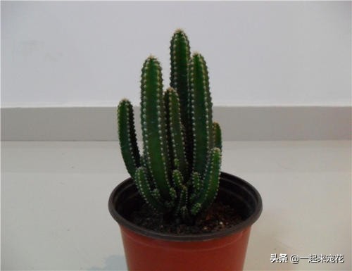 适合客厅养的树镇宅树,家庭养盆镇宅树