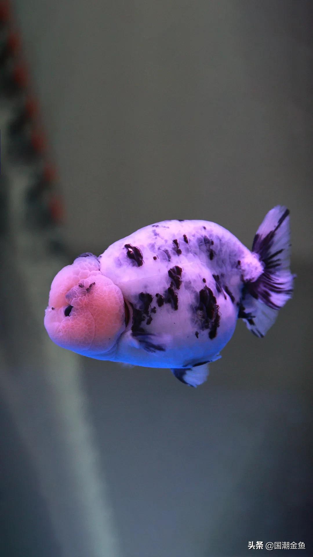 除夕“集五福”！五种福气满满的金鱼，祝您年年有余