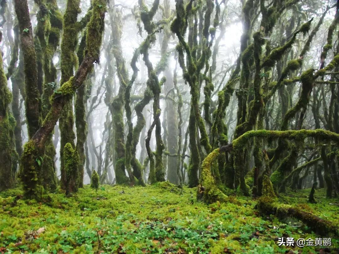 为什么云南女人长相好看,云南真的很漂亮吗