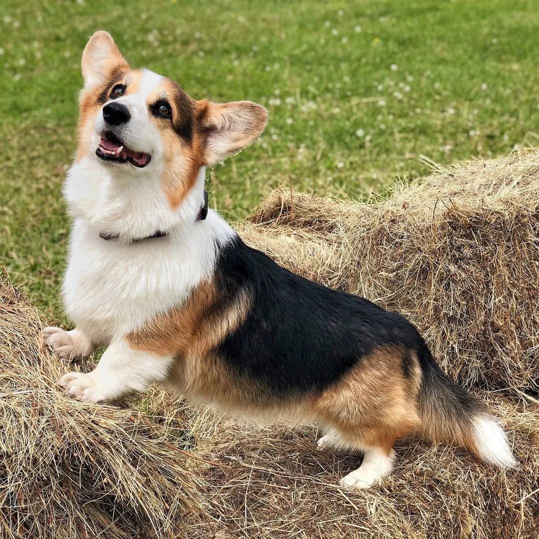 这5种狗你都敢养,建议新手便宜养的10种狗