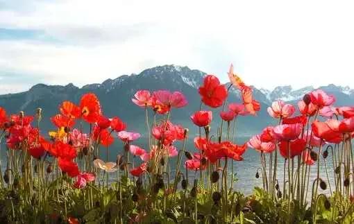 【德州关注】种*粟罂**，竟是为了做饭吃？二人已被处罚