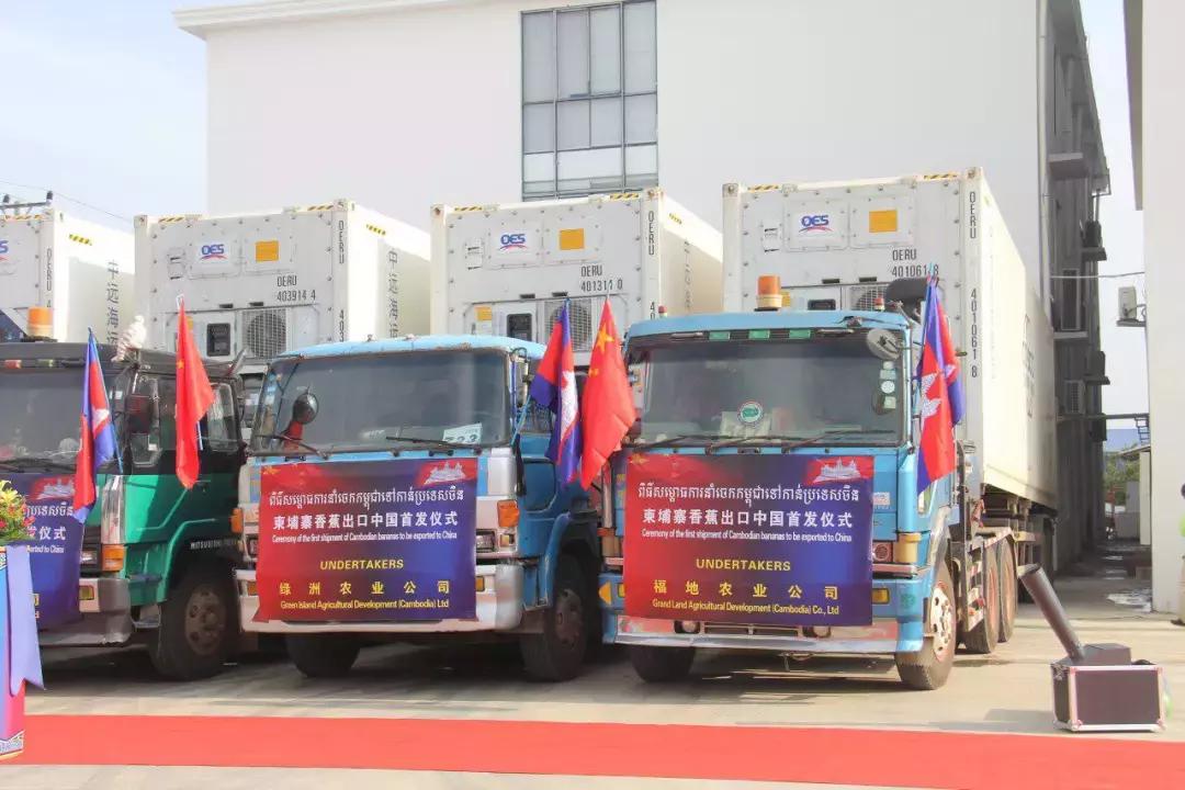 中国香蕉在柬埔寨,柬埔寨香蕉老挝香蕉