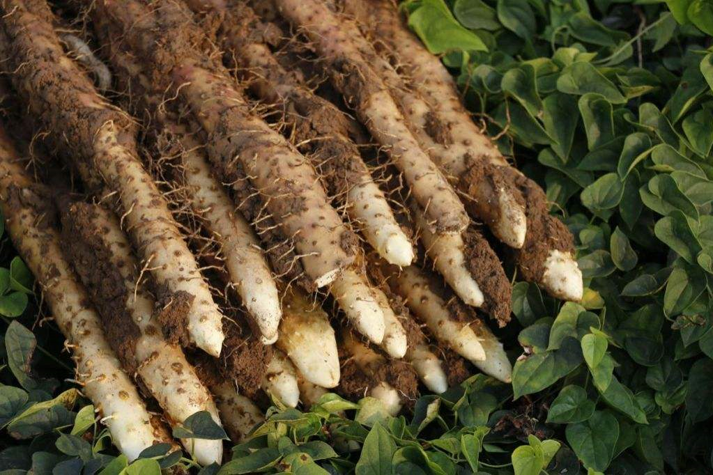 别迷恋铁棍山药了，你根本辨别不了，真懂这食材的人很少