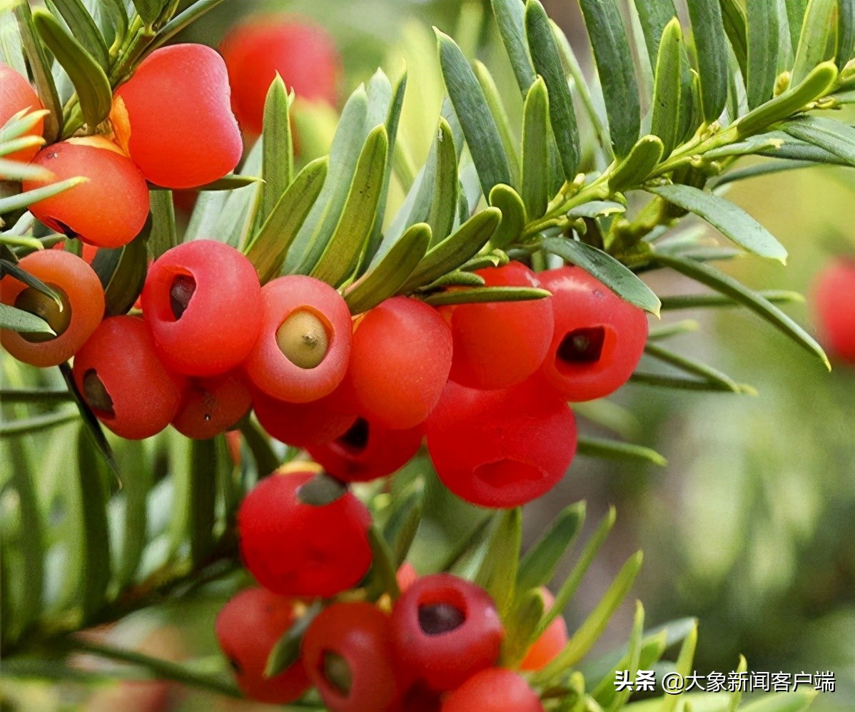 中国的珍稀植物,史上最稀有的十大植物