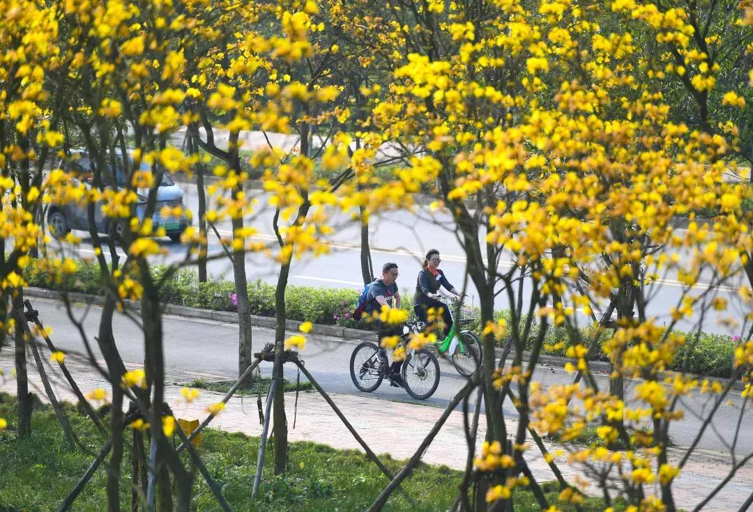 最美的花送给大家共赏,最美的花送给大家观赏