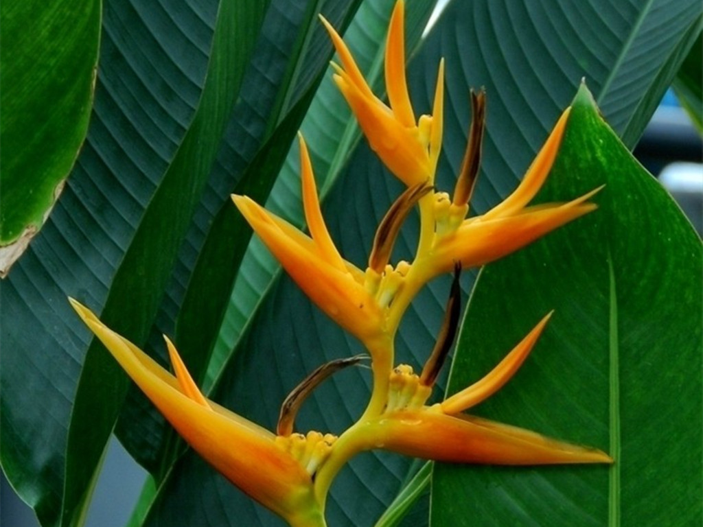 富贵鸟和蝎尾蕉,富贵鸟蝎尾蕉