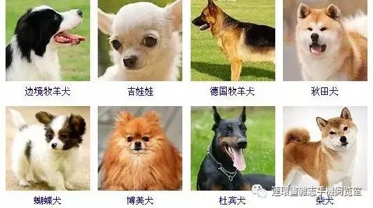 狗狗品种大全卡斯罗,雪纳瑞