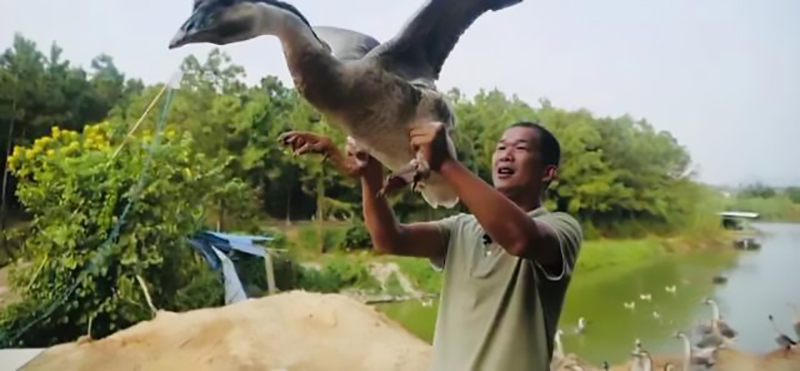 返乡创业养鹅的人,回家养鹅创业项目