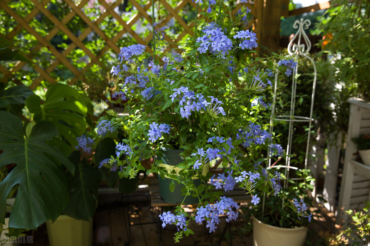 那些令人赞叹的庭院花卉,5种庭院生活方式的花卉