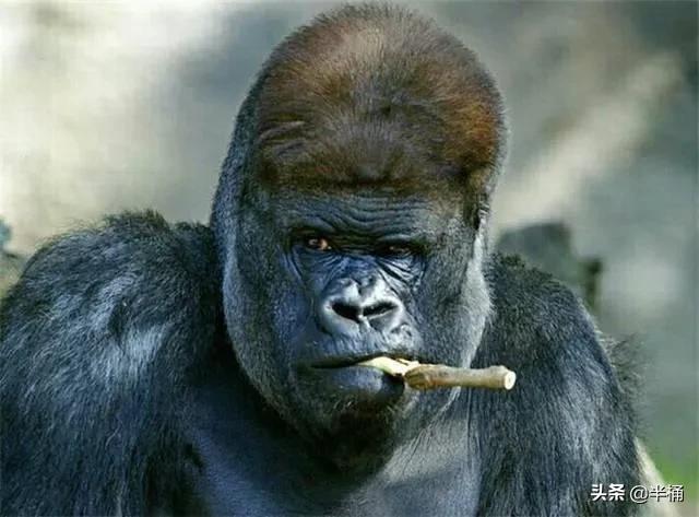 大猩猩和狮子老虎哪个厉害,为什么狮子老虎都不敢惹大猩猩