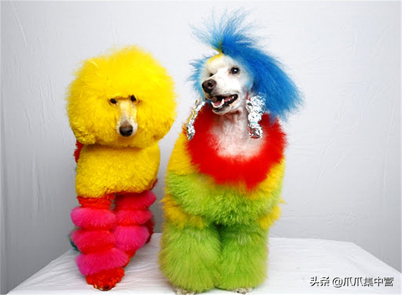 在马路上画只老虎把狗子吓坏了,狗画成老虎的模样吓跑了豹子