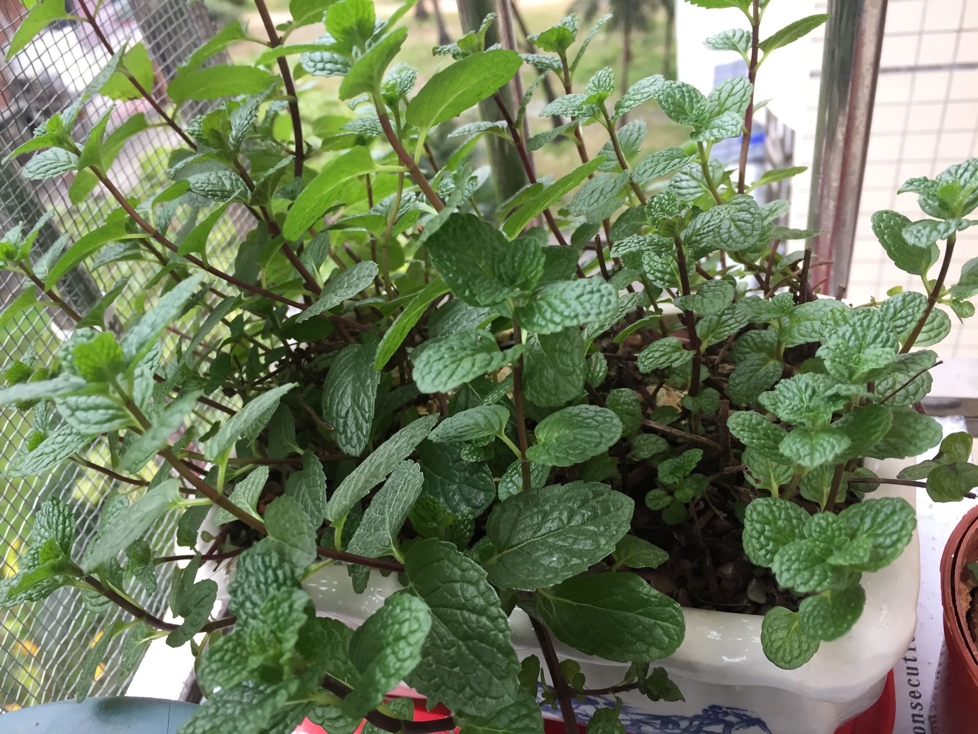 盆栽薄荷的注意事项和禁忌有哪些,薄荷盆栽怎么养叶子变黄色枯萎了