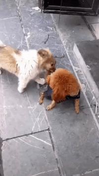 奥斯卡欠你一个影帝,100张搞笑gif少年