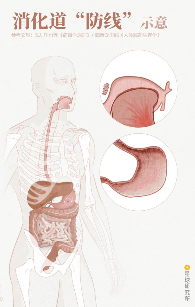 感染病毒后的168小时，你的体内都发生了什么？
