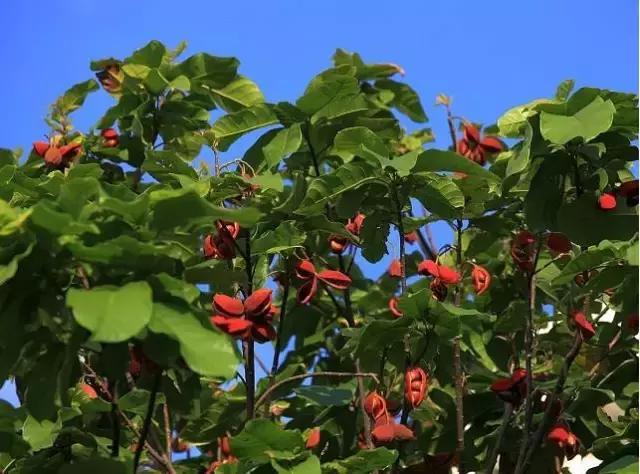 海南常见植物图解视频,海南的树木都有哪些名称
