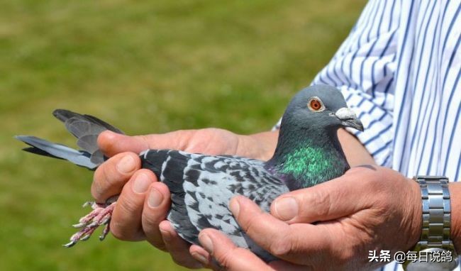 96年巴塞罗那比赛录像,2011年巴塞罗那五冠王