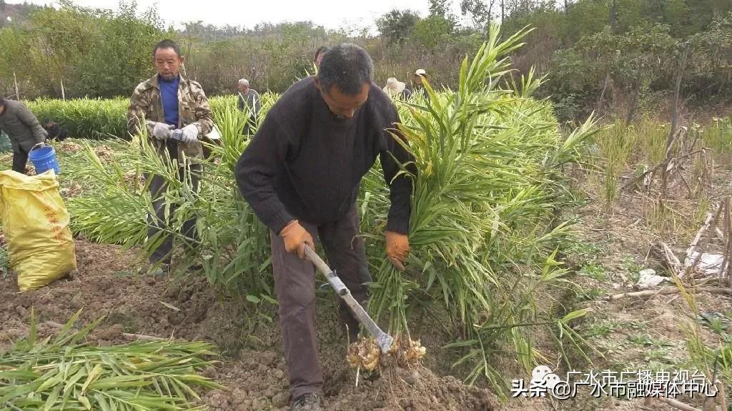 福成镇子姜产业助力精准扶贫,黄店镇发展农业产业助力乡村振兴