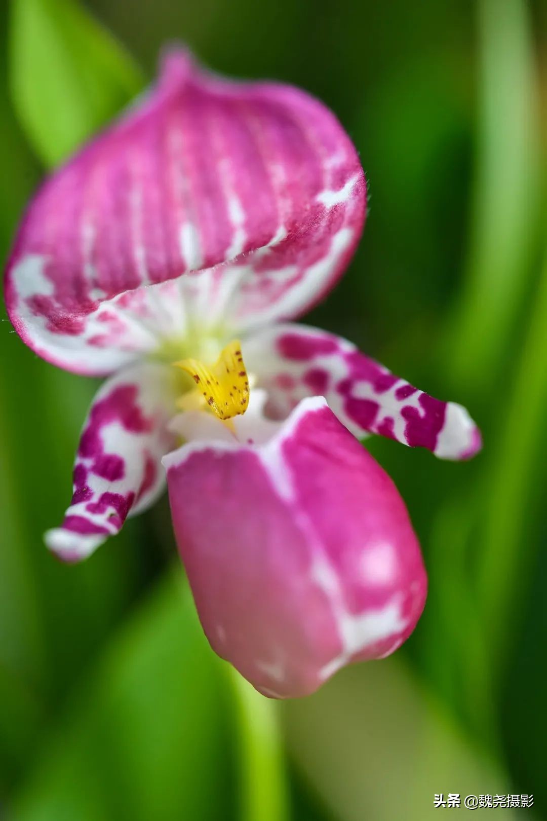 各个季节的野生兰花,北京百花山野生兰花图片