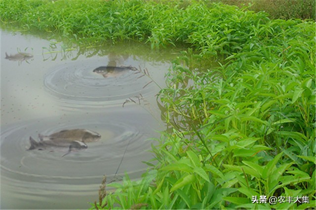 鱼塘里种空心菜可以净化水质吗,鱼塘种植空心菜