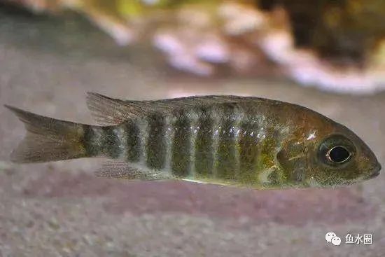 三湖慈鲷马鲷孔雀鱼多久发色,三湖慈鲷鱼之马鲷鱼