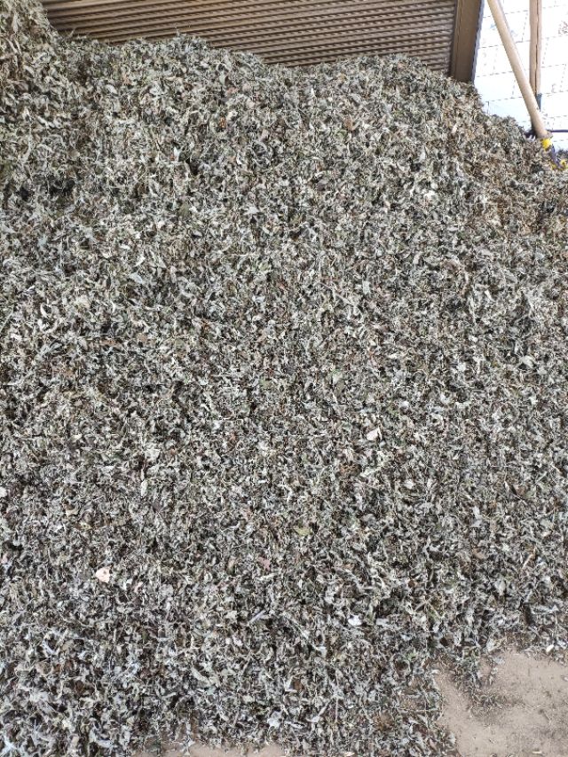 艾草种植可行性报告,艾草种植前景及价格厂家