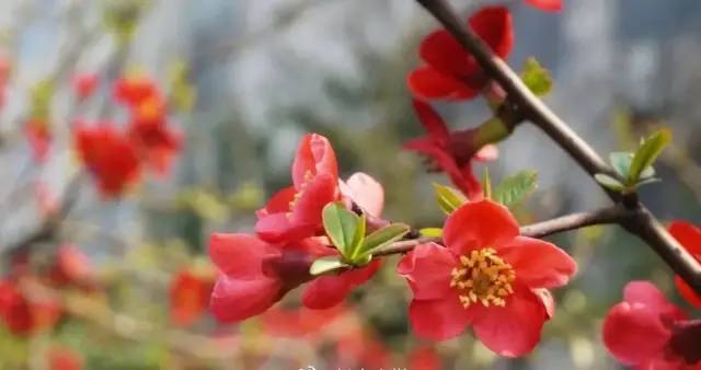 西安十大最差的大学,西安最差的十所大学