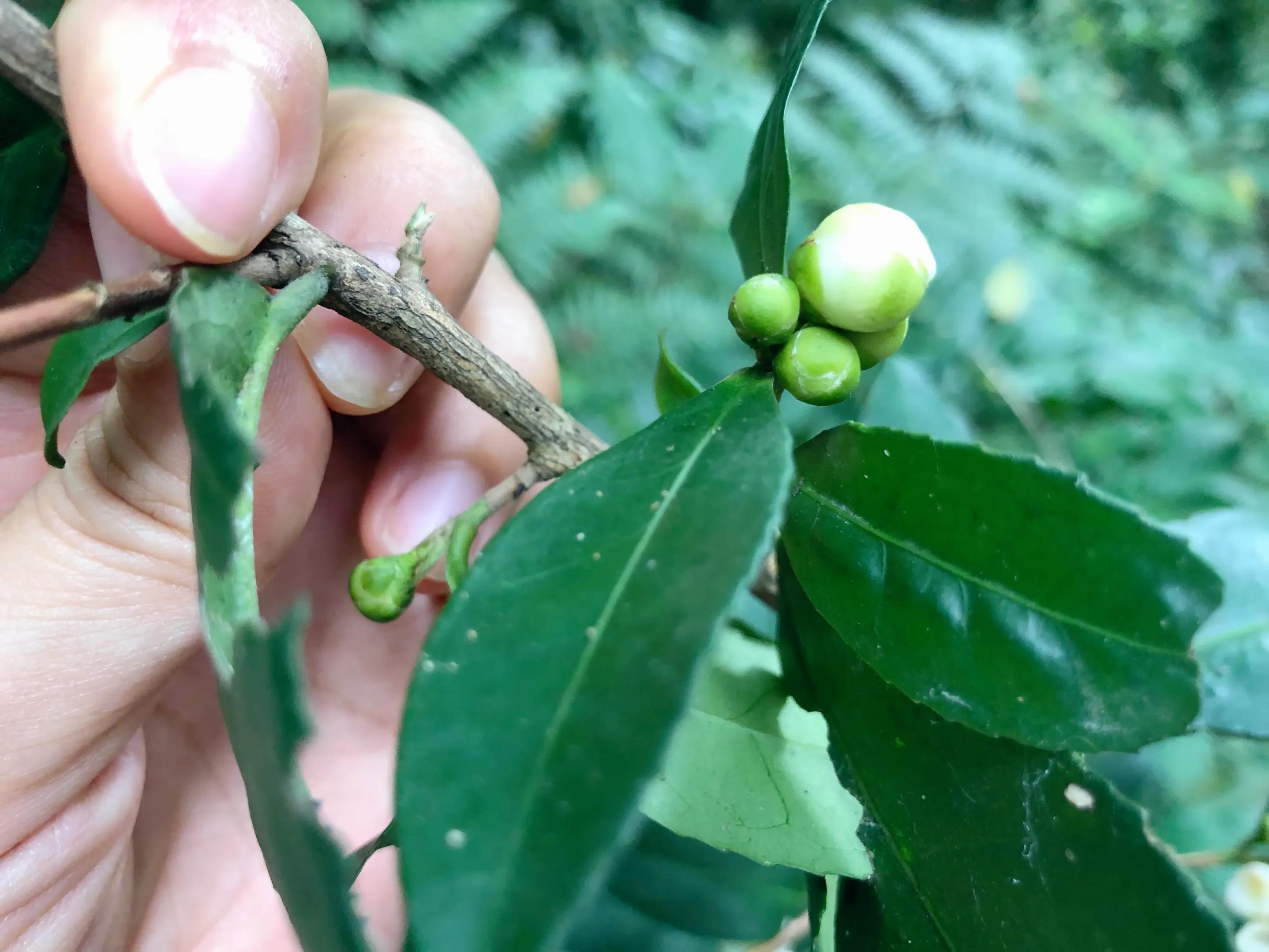 深山野岭野生植物,深山老林野菜植物