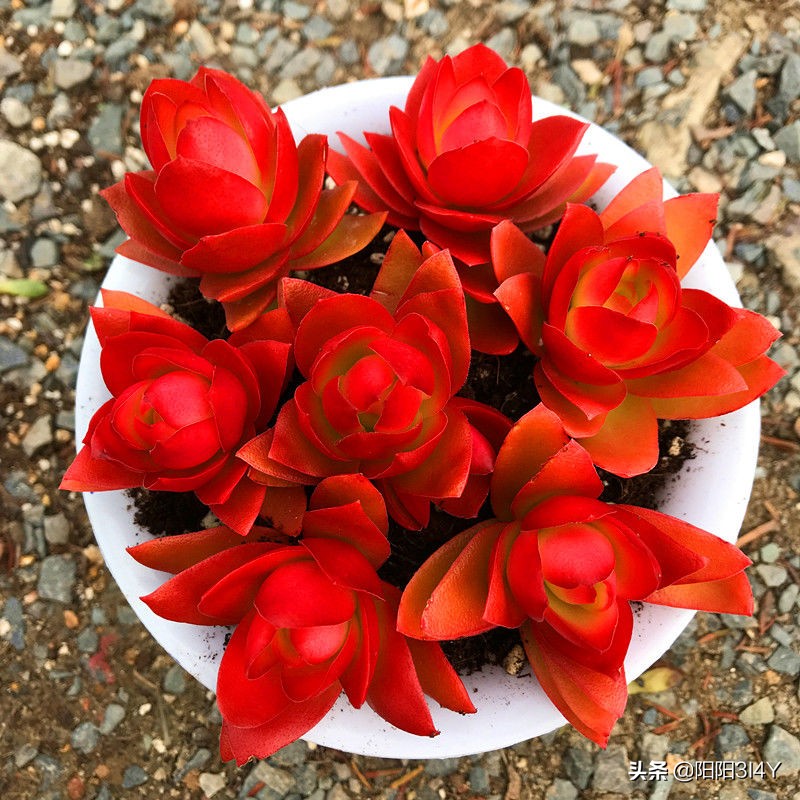 多肉赤腐病处理方法,多肉赤腐病的克星