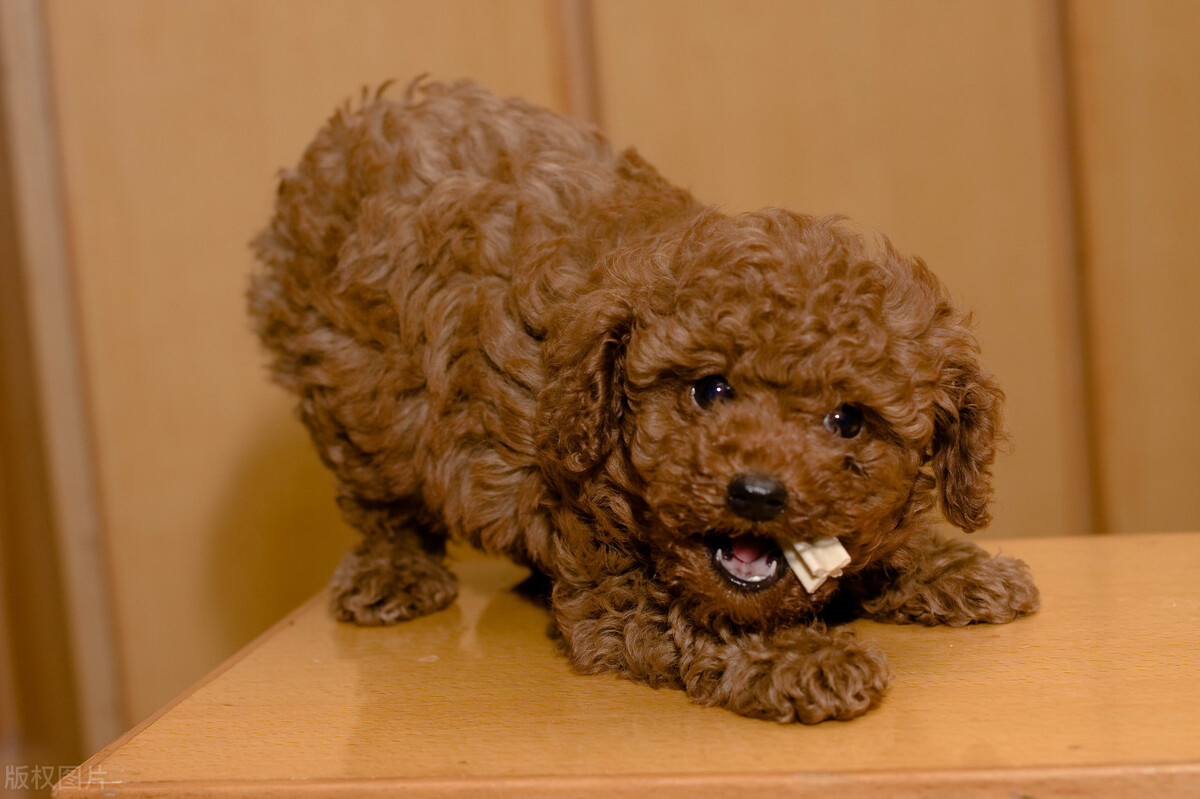 灰泰迪毛色变浅了怎么往回养,小泰迪毛色变浅吃什么能恢复