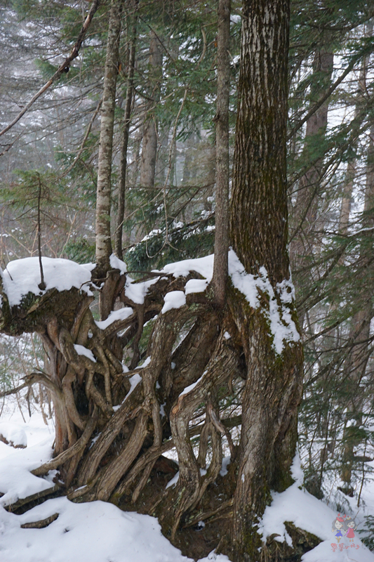 冬季旅游好去处排行榜不看雪,林海雪原旅游景区