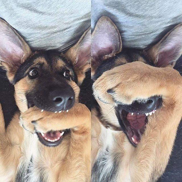 “德国牧羊犬”到底有多优秀？看完这5点你就知道了