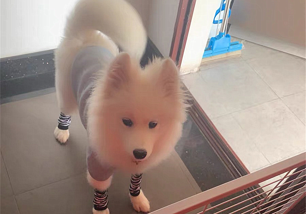 狗狗骨质增生可以补钙吗,狗吃什么可以防止骨质疏松