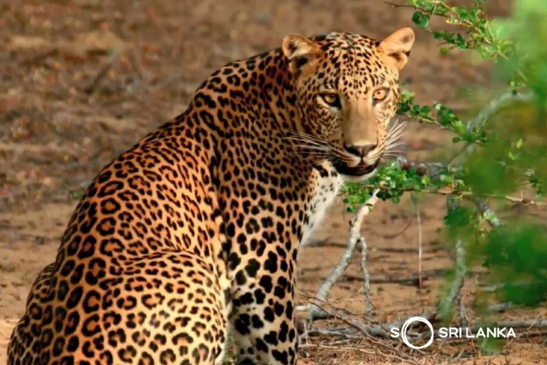 斯里兰卡的著名景区,斯里兰卡哪个公园最好
