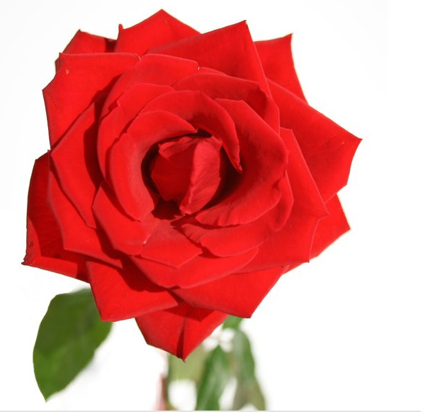 ps如何换花朵教程图解,ps怎么画枯萎的玫瑰