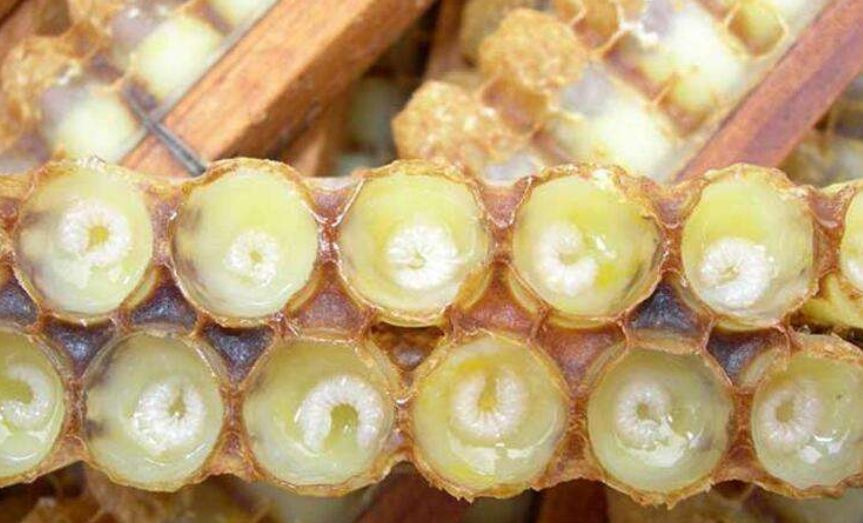 蜜蜂失王20天有什么表现,蜜蜂失王的四种原因