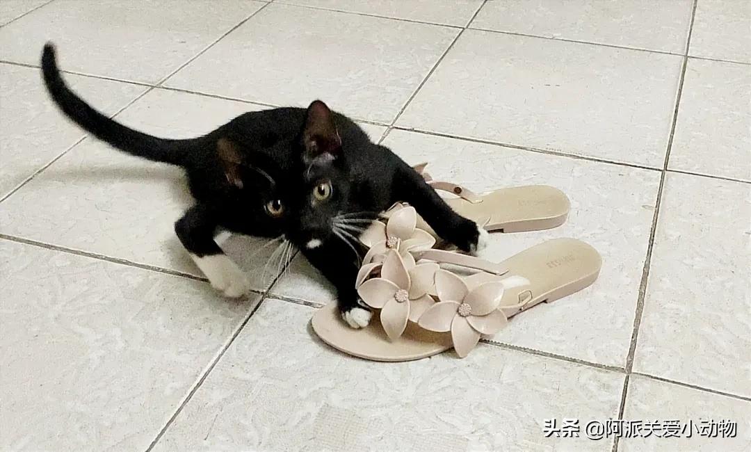 盖雪：信女愿一生荤素搭配，祈望这只拆家啊不，旺家猫找到新家