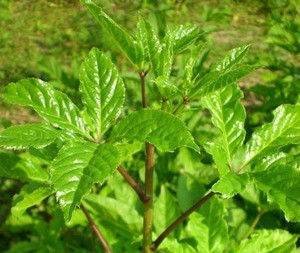 刺五加是刺果棒吗,刺五加别名叫什么