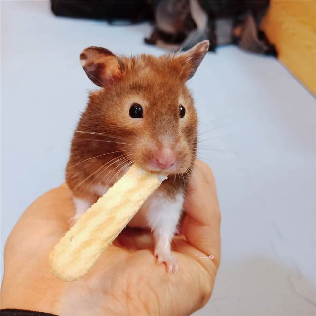 仓鼠颊囊里有食物还需要喂吗,避免仓鼠颊囊长期储蓄食物的方法