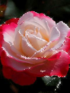 5.20到了,520朵玫瑰送给群里所有的人!越早打开越好！