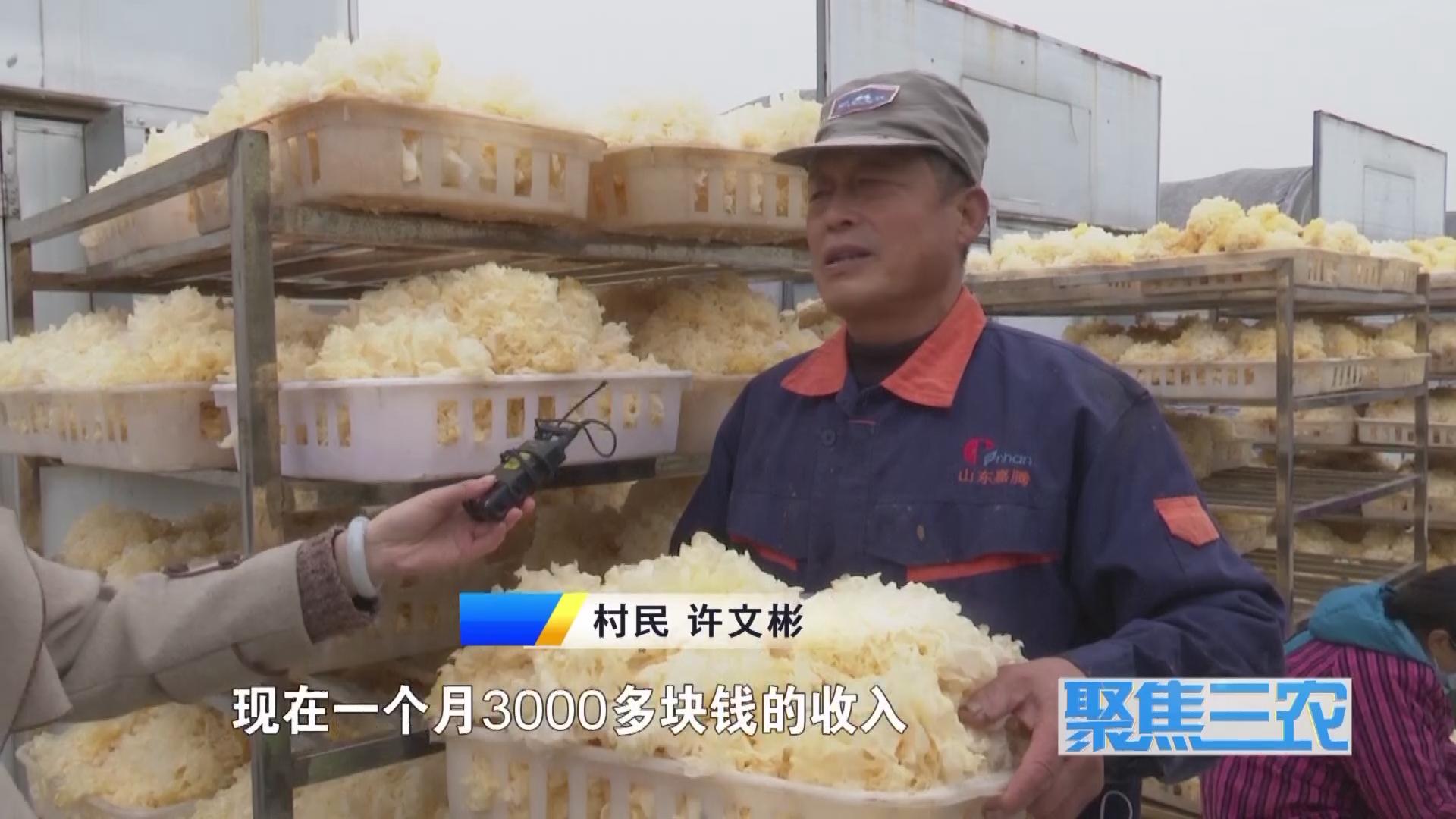 聚焦三农种植蔬菜致富,福建古田银耳栽培致富事例