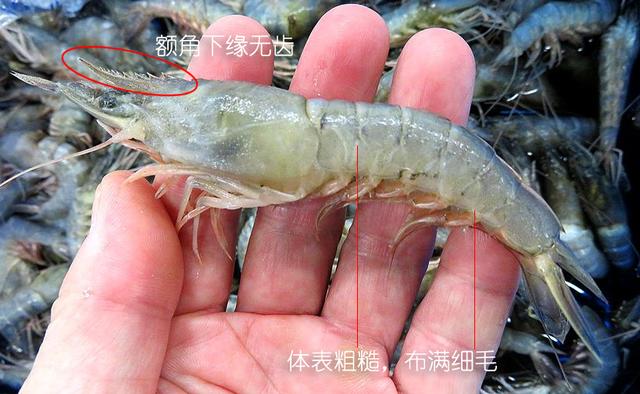 虾说，这是一篇让你不仅会吃，还会认……一文解决“虾”认识