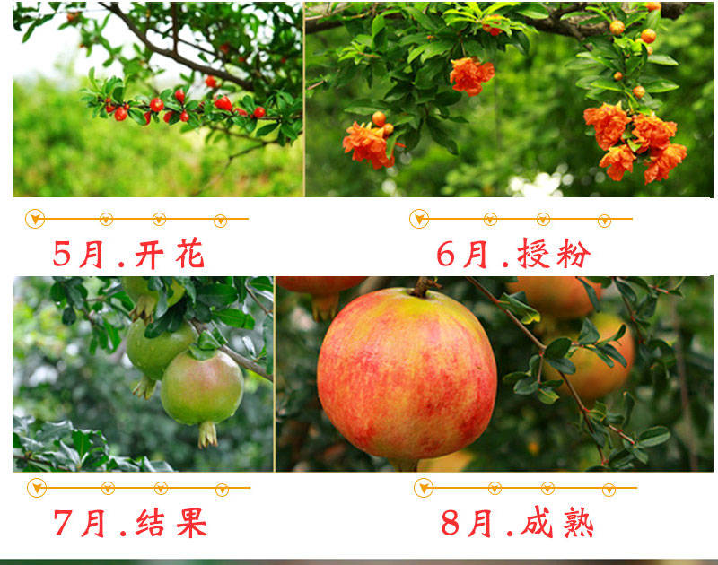 突尼斯软籽红石榴产地价格,突尼斯软籽红石榴助农