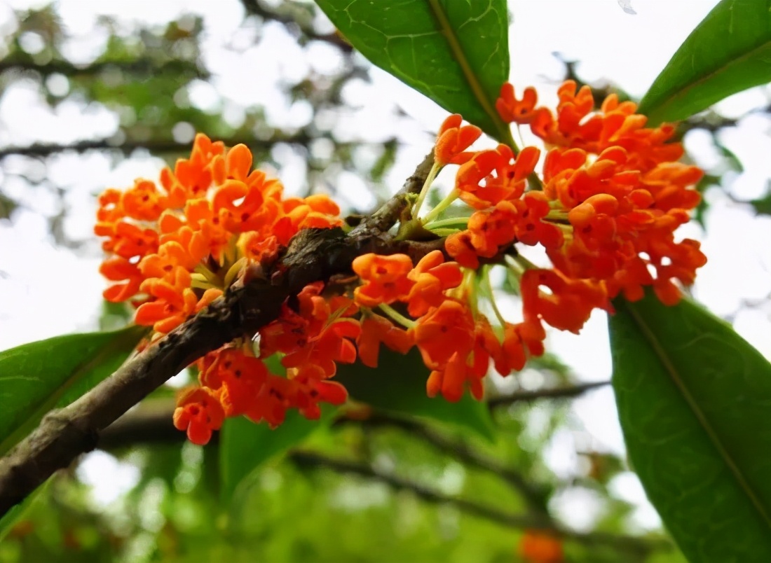 桂花发了好多新芽,桂花品种对比一览表